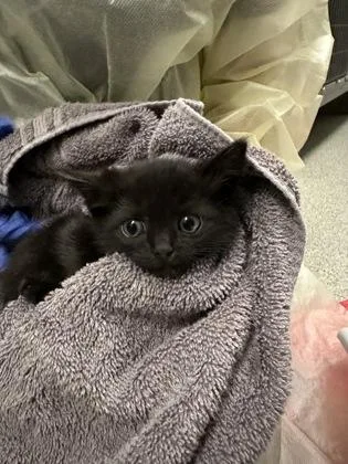 A baby medium-sized female Domestic Short Hair cat named Uno for adoption in Sacramento, CA