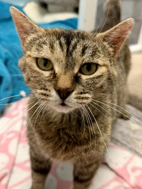 An adult medium-sized female Dilute Tortoiseshell Domestic Short Hair cat named Mila for adoption in Allegan, MI