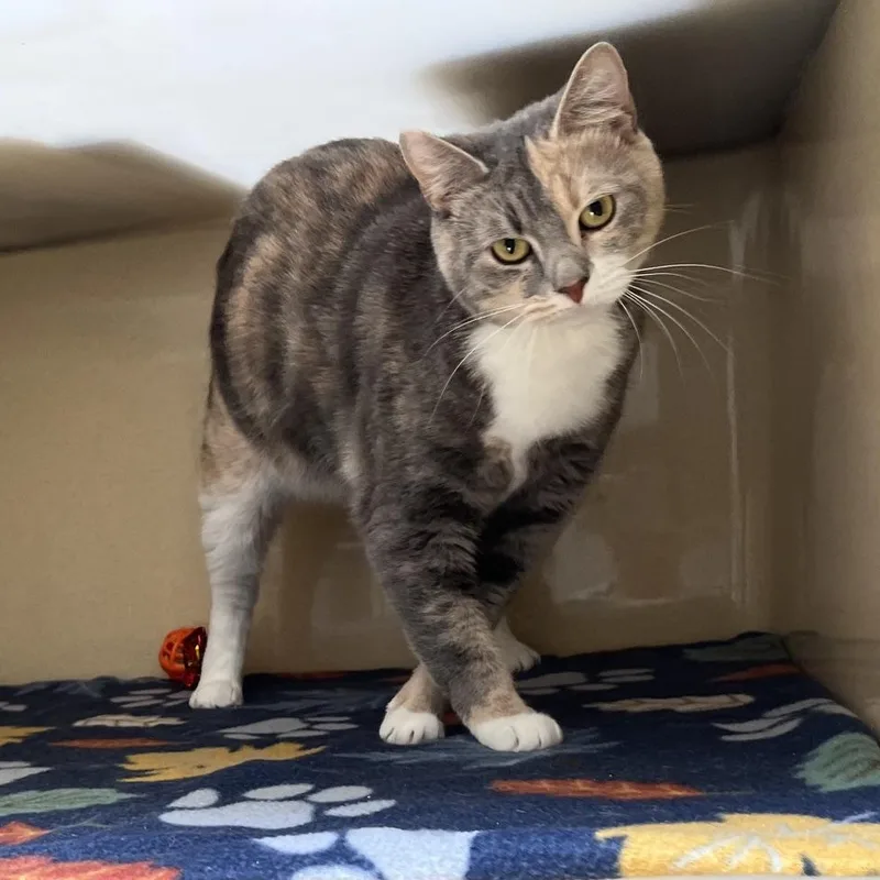 A young medium-sized female Dilute Calico cat named Cream Puff for adoption in Clarksville, VA