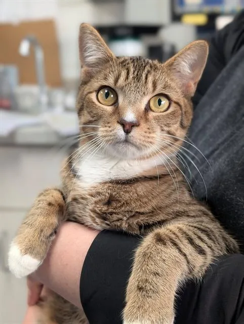 A young medium-sized male Domestic Short Hair cat named Bert for adoption in Canfield, OH