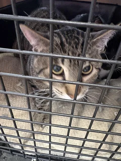 A young large-sized male Domestic Short Hair cat named Calix for adoption in Fort Walton Beach, FL