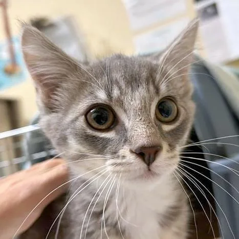 A baby small-sized male Gray / Blue / Silver Domestic Short Hair cat named Boba for adoption in Woodinville, WA