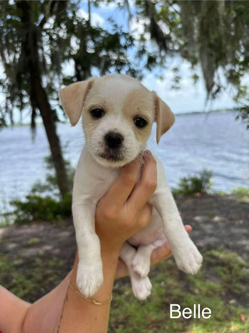 A baby small-sized female Jack Russell Terrier dog named Belle for adoption in Panama City, FL