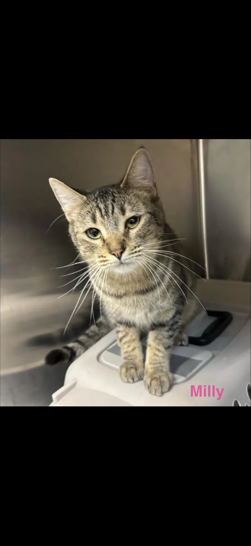 Milly