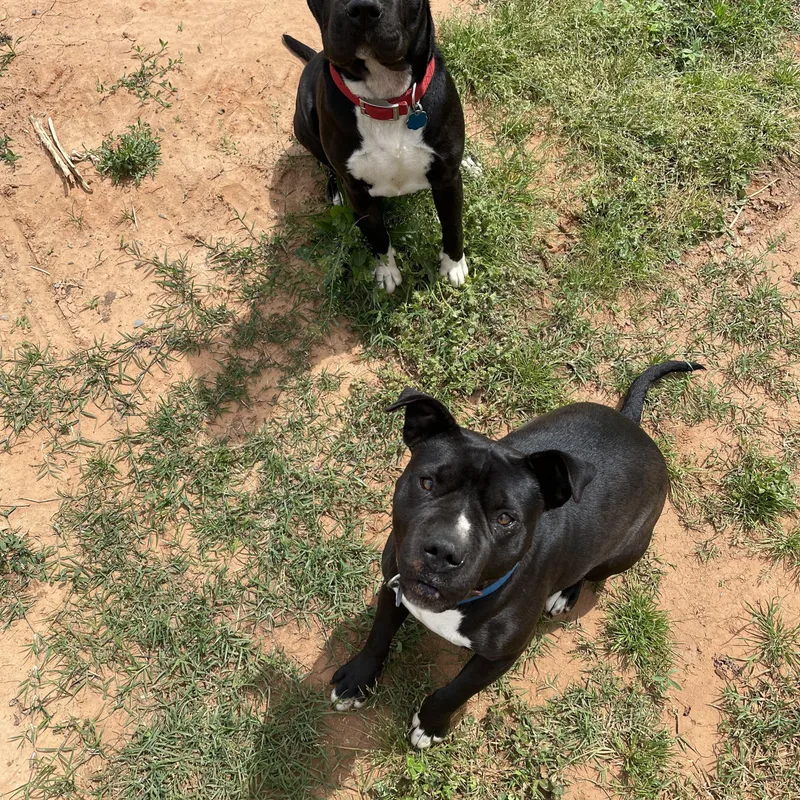 Charlotte thumbnail 2