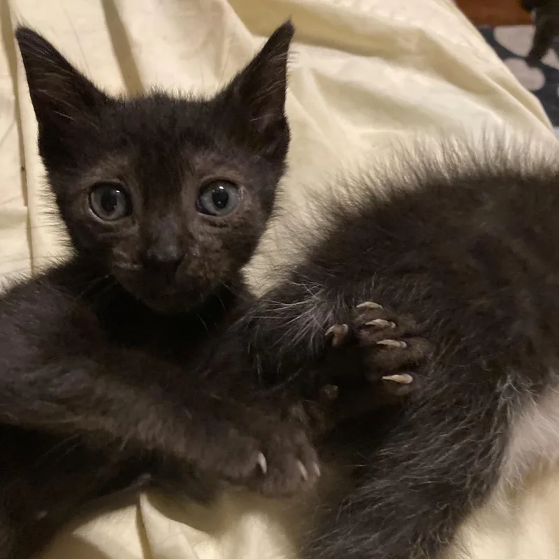 A baby small-sized female Black Domestic Short Hair cat named BinkeyKS for adoption in Tallahassee, FL