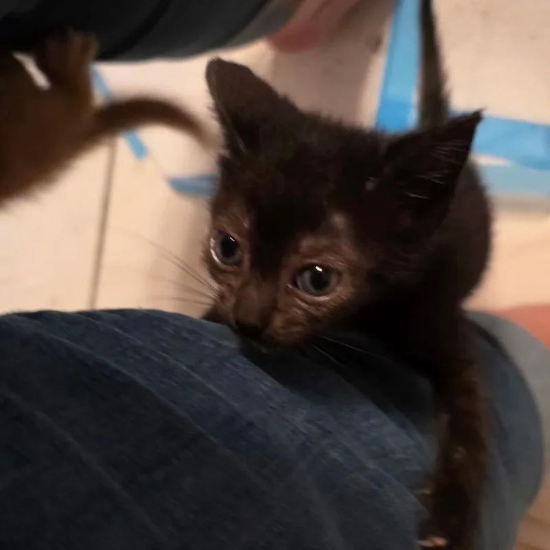 BinkeyKS thumbnail 2