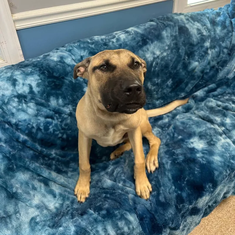 A young medium-sized male Apricot / Beige Boerboel dog named Pay Day for adoption in Sunderland, MD