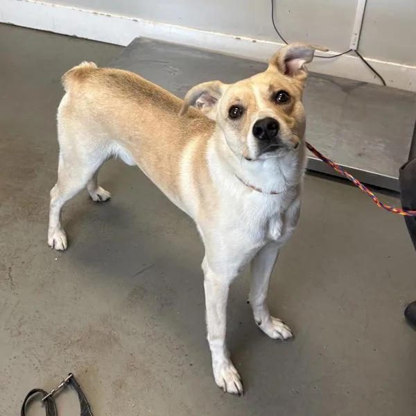 A young medium-sized male Labrador Retriever dog named Carhartt for adoption in Salt Lake City, UT