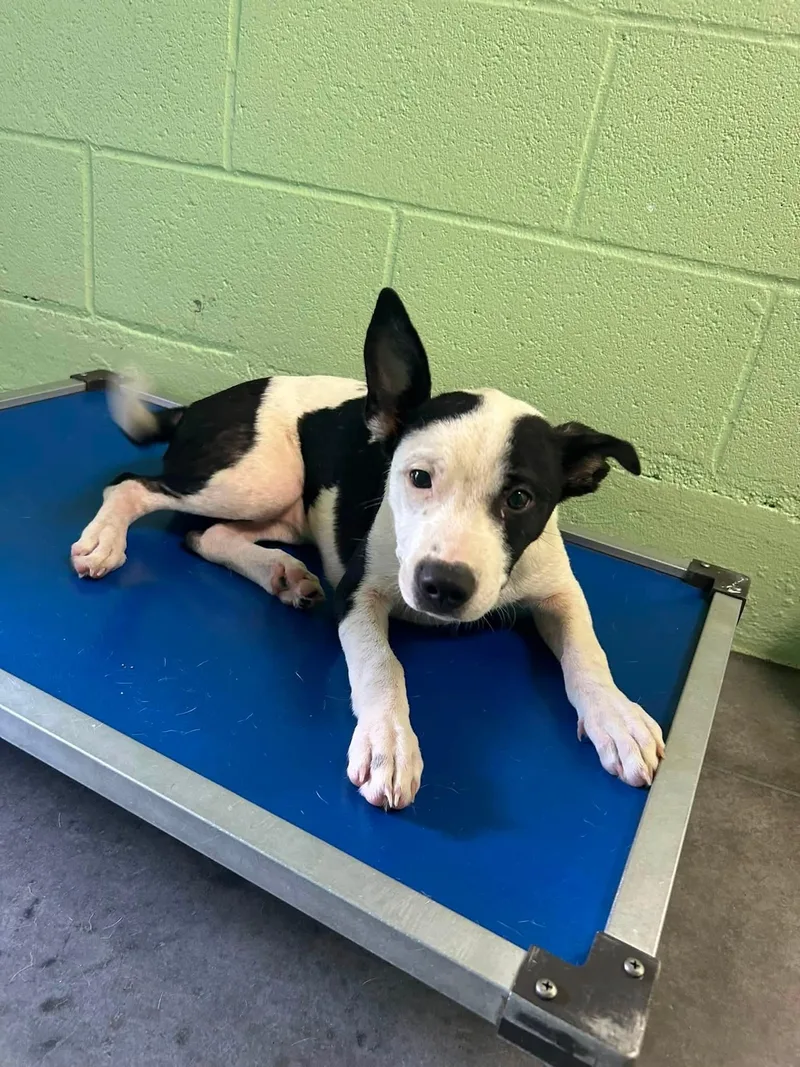 A baby medium-sized female White / Cream Mixed Breed dog named Jess for adoption in Manchester, TN