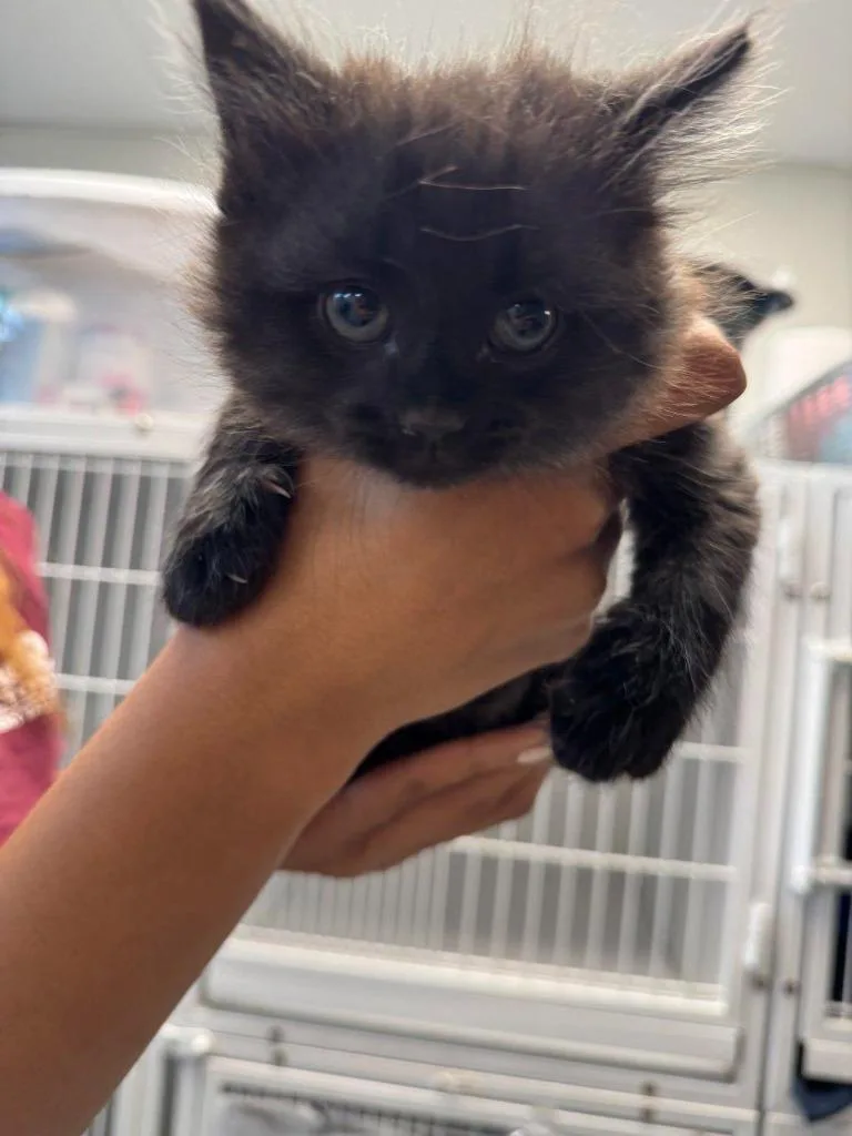 A baby small-sized male Domestic Medium Hair cat named Miso for adoption in New Kensington, PA