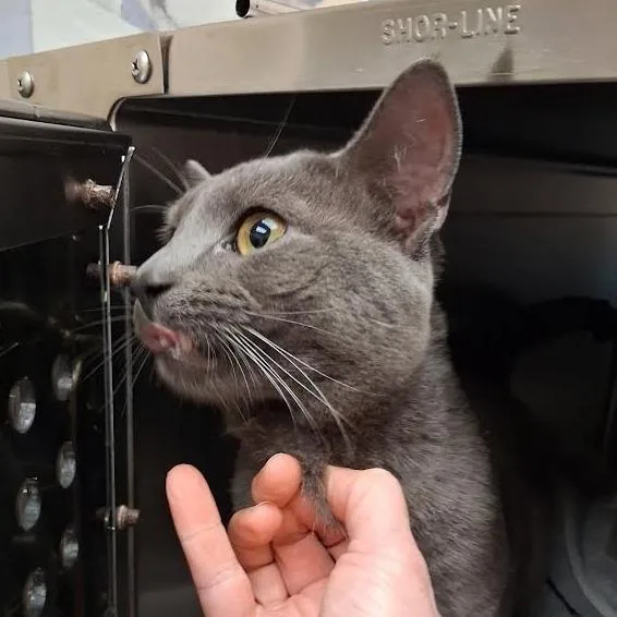 A young small-sized male Gray / Blue / Silver Domestic Short Hair cat named Edgar for adoption in Springfield, MA