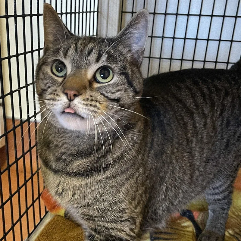 An adult large-sized male Domestic Short Hair cat named Bill for adoption in Burlingame, CA