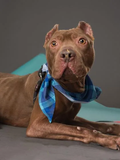 A young medium-sized male Pit Bull Terrier dog named Redbud for adoption in Atlanta, GA