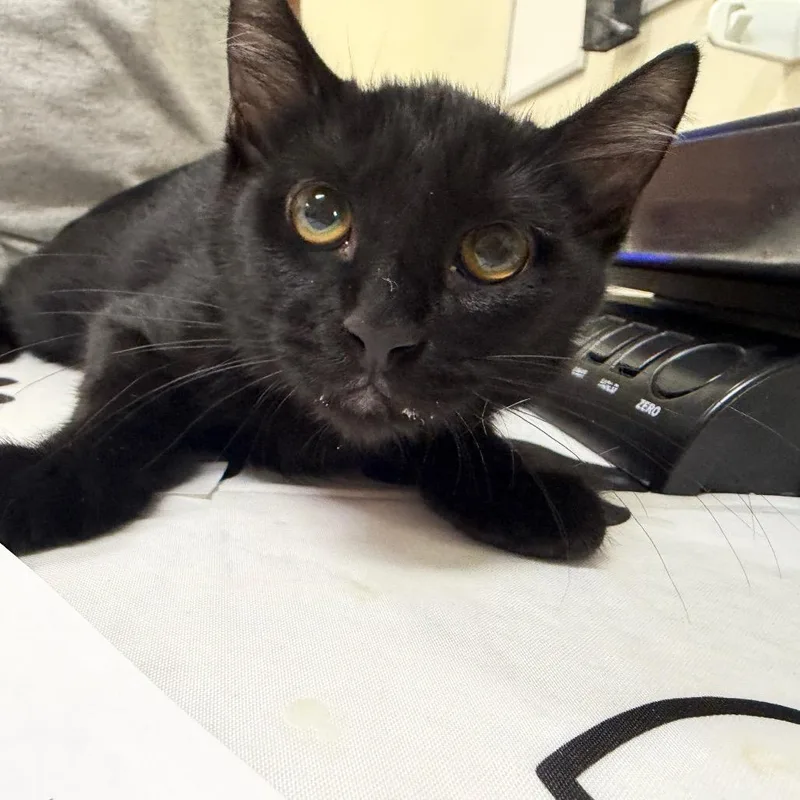 A baby small-sized male Black Domestic Short Hair cat named Red Rock for adoption in Las Vegas, NV