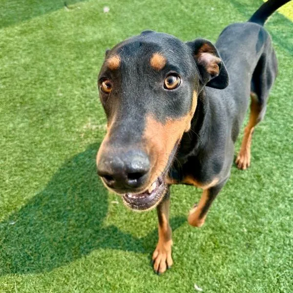 An adult large-sized male Black Doberman Pinscher dog named Billy for adoption in Nampa, ID