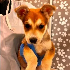 A baby medium-sized male Mixed Breed dog named Jt for adoption in West Chester, PA