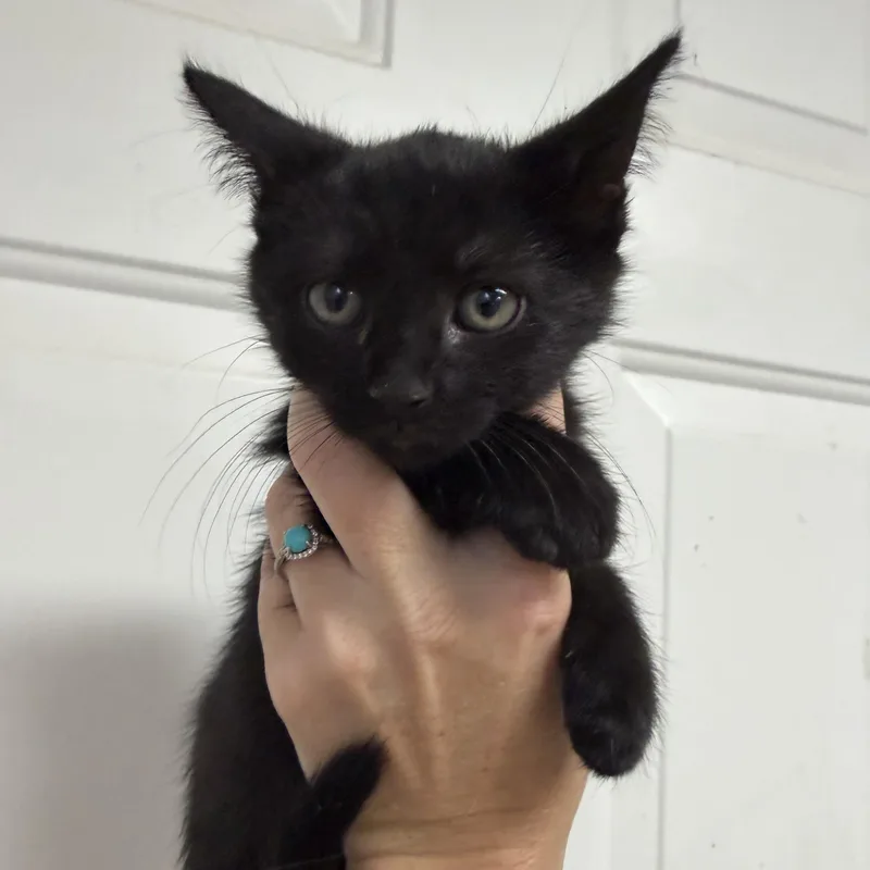 A baby medium-sized female Black Domestic Short Hair cat named Cranberry Mule for adoption in Columbia, SC
