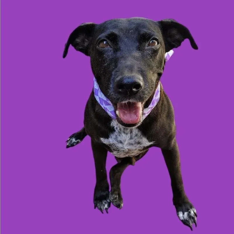 An adult medium-sized female Black Labrador Retriever dog named Dolly for adoption in Rowland Heights, CA