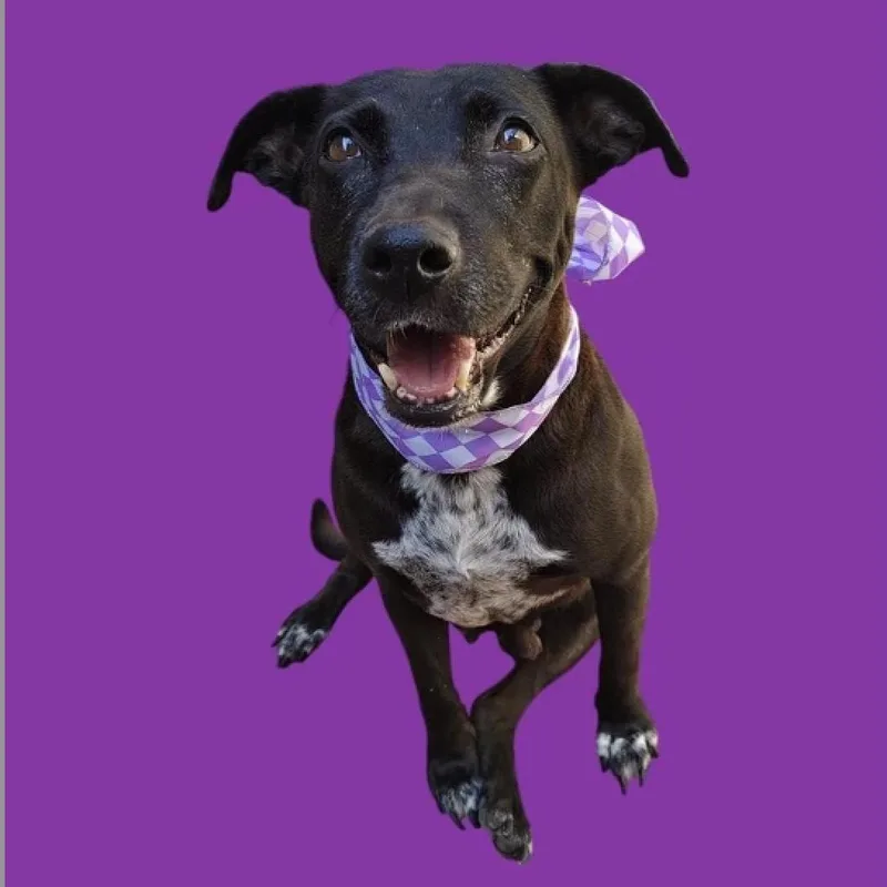Dolly thumbnail 3