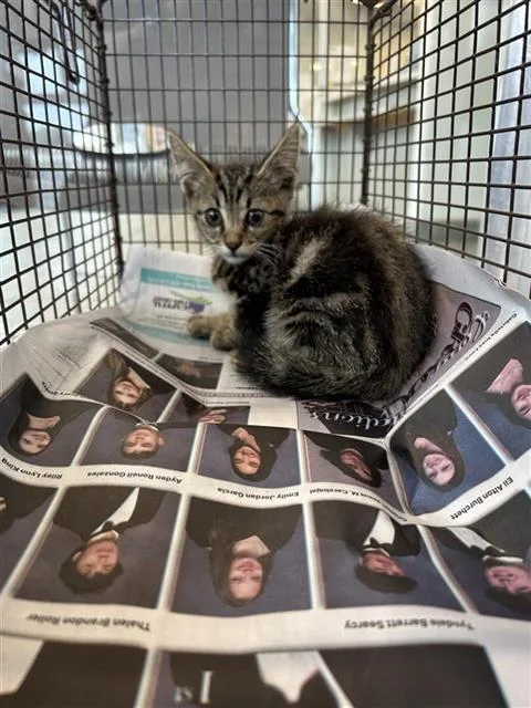 A baby small-sized male Domestic Short Hair cat named Conroe for adoption in San Antonio, TX