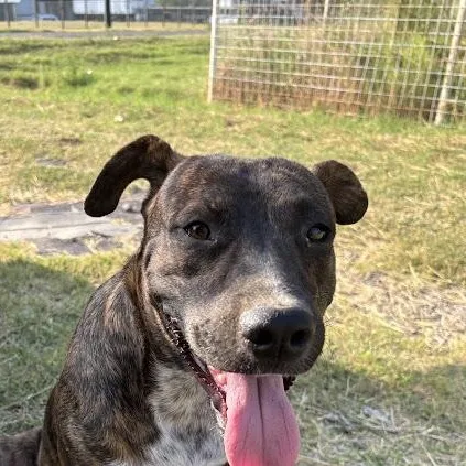 An adult medium-sized male Brindle Pit Bull Terrier dog named Tom for adoption in Houston, TX