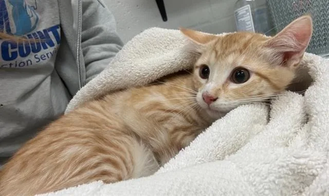 A baby medium-sized female Domestic Short Hair cat named Skillet for adoption in Peoria, IL