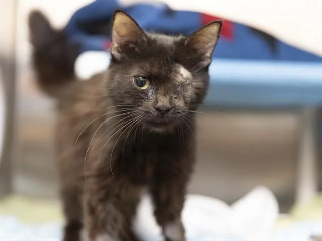 An adult medium-sized female Domestic Long Hair cat named Fiona for adoption in Phoenix, AZ