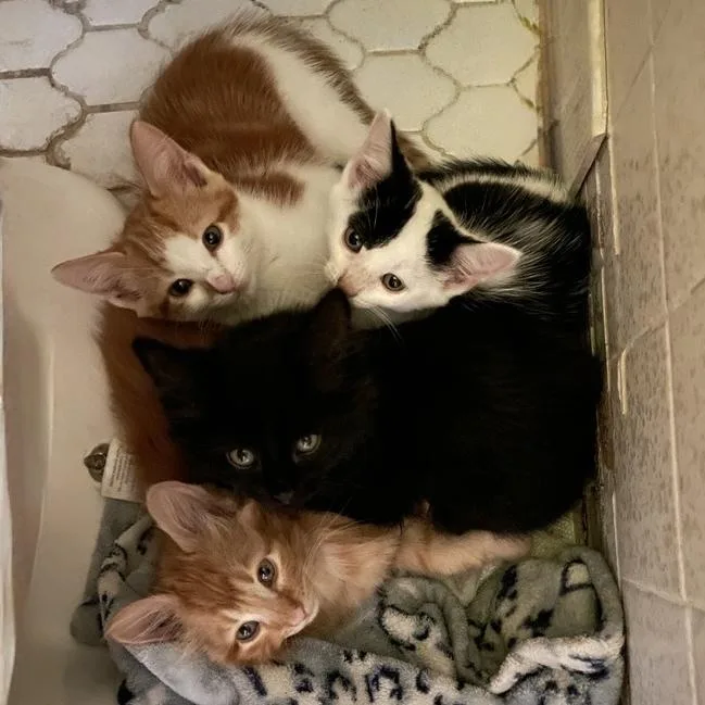 A baby small-sized male Orange & White Domestic Long Hair cat named Mars for adoption in Chicago, IL