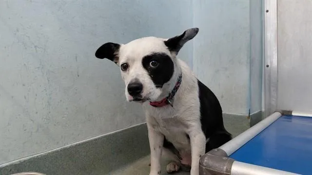 A young medium-sized female Pit Bull Terrier dog named A for adoption in Baldwin Park, CA