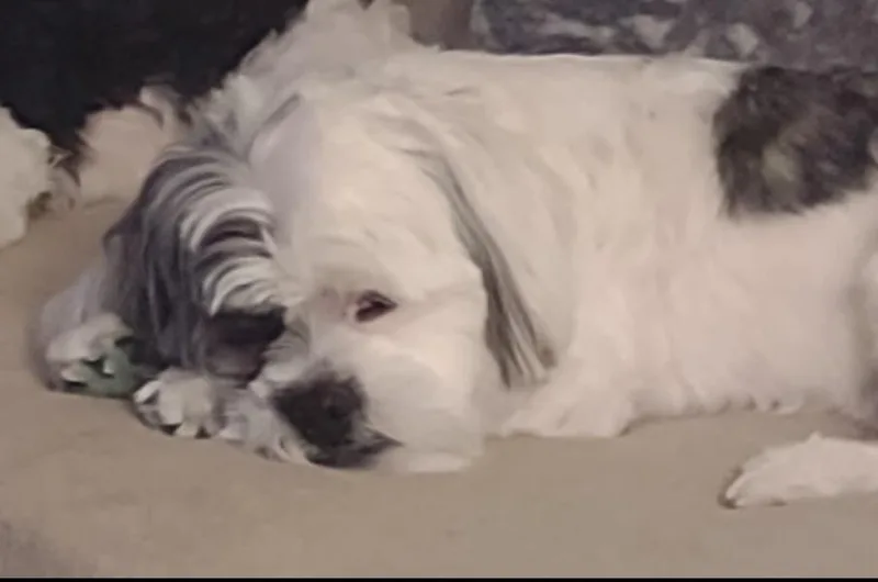 Little Jake thumbnail 2