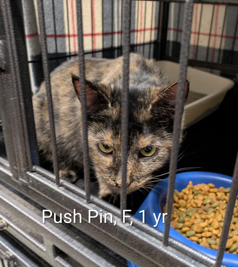 An adult medium-sized female Domestic Short Hair cat named Push Pin for adoption in Bedford, VA
