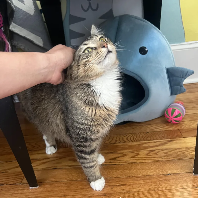 Bayou Billy thumbnail 2