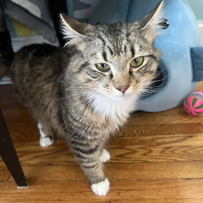 Bayou Billy thumbnail 3