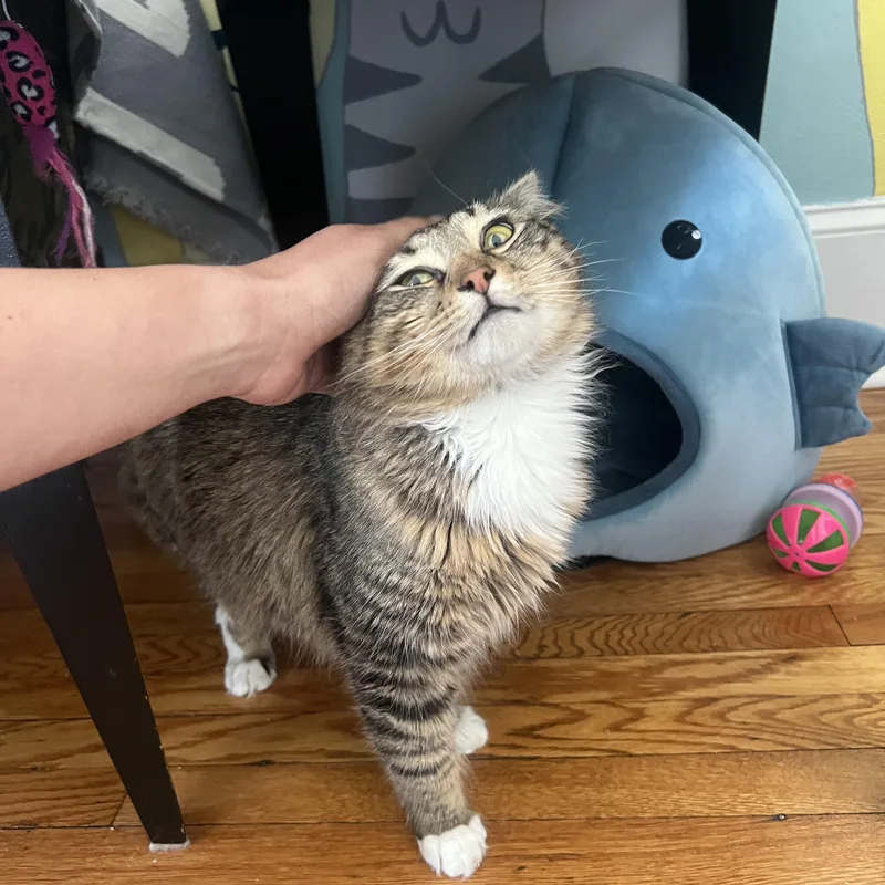 Bayou Billy thumbnail 4