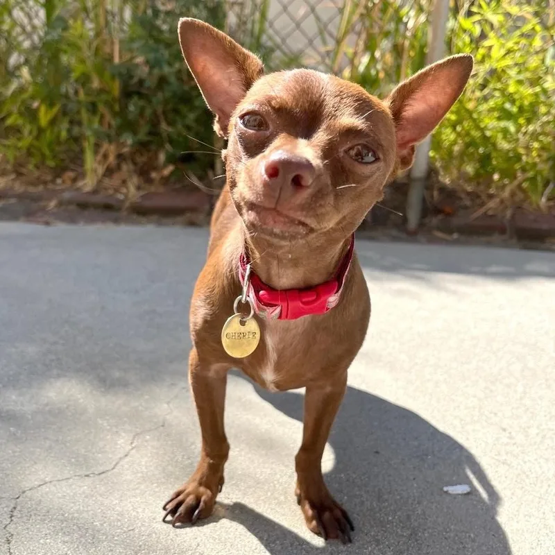 A young small-sized female Brown / Chocolate Chihuahua dog named Cherie for adoption in Sun Valley, CA
