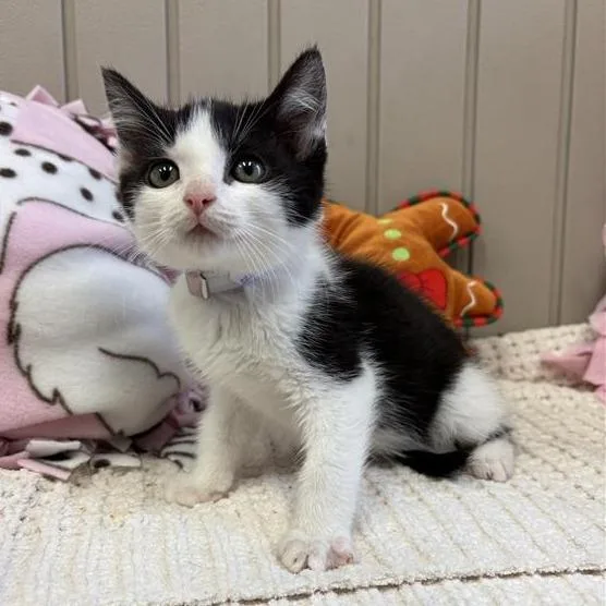 A baby small-sized male Black Domestic Short Hair cat named Dos for adoption in Hawthorne, CA