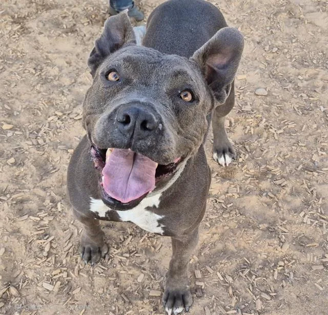An adult medium-sized female Pit Bull Terrier dog named Nova for adoption in Albuquerque, NM