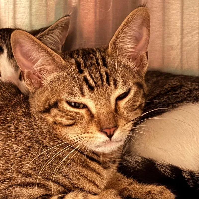 A baby small-sized male Brown / Chocolate Domestic Short Hair cat named Apollo for adoption in Council Bluffs, IA