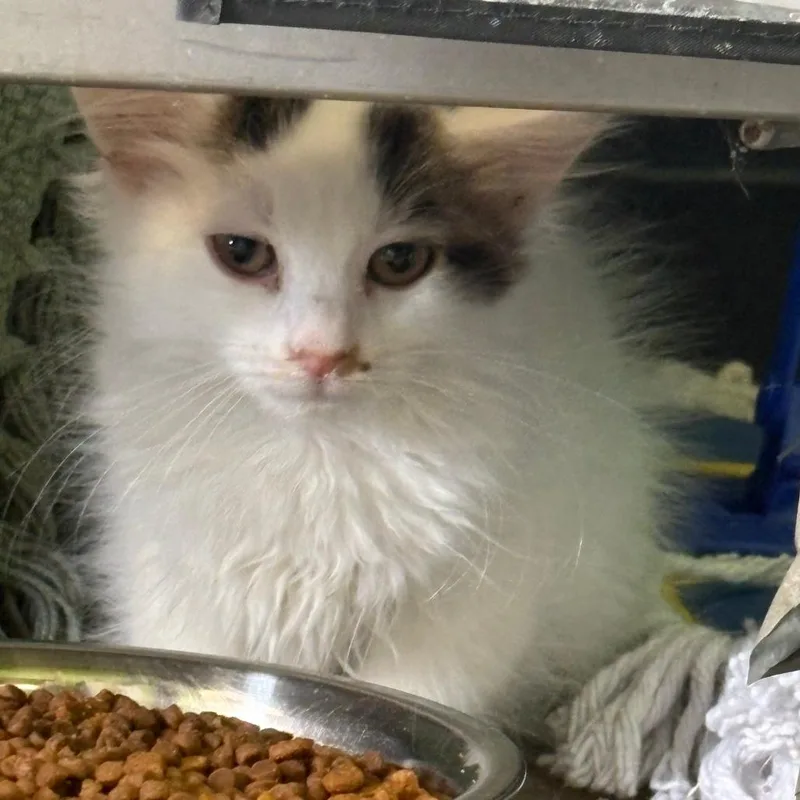 A baby small-sized female Black Domestic Short Hair cat named Cranberry for adoption in Shawnee, KS