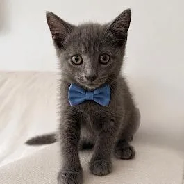 A baby small-sized female Gray / Blue / Silver Domestic Short Hair cat named Billie for adoption in Middle Village, NY