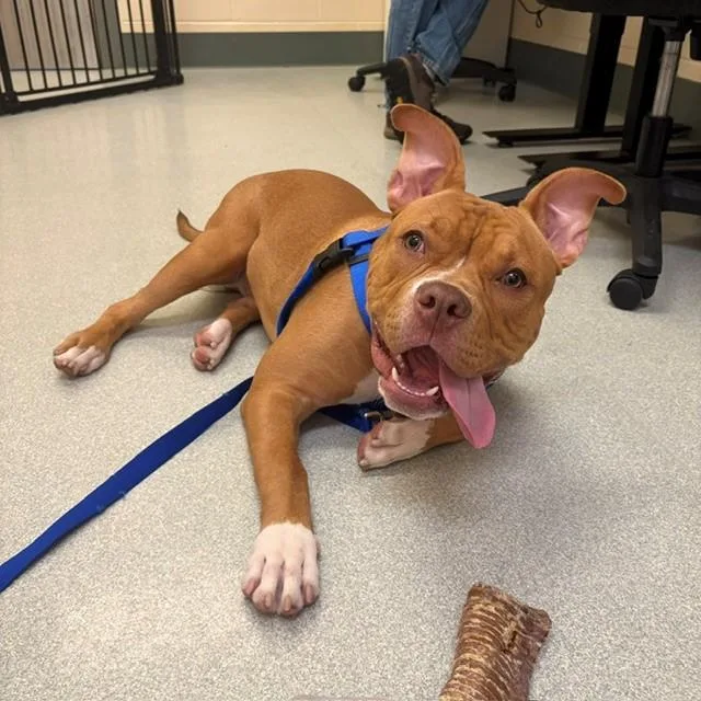 A young small-sized male American Bulldog dog named Ace for adoption in Boston, MA