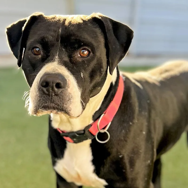 An adult medium-sized female Black Pit Bull Terrier dog named Darla for adoption in Ojai, CA