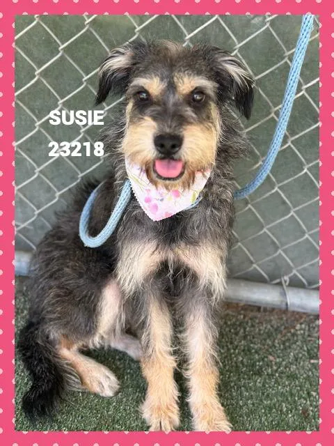 A young small-sized female Tricolor (Brown, Black, & White) Terrier dog named Susie for adoption in Marietta, GA