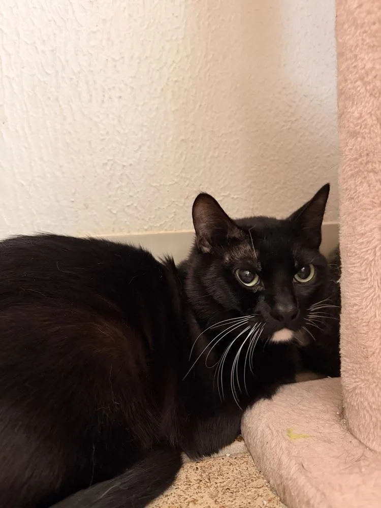 An adult large-sized male Black & White / Tuxedo Domestic Short Hair cat named Sir Lancelot for adoption in Vancouver, WA