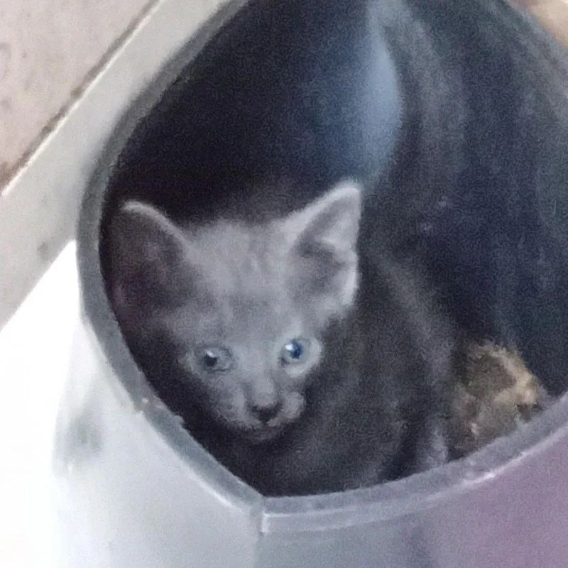 A baby small-sized female Gray / Blue / Silver Domestic Short Hair cat named Kai C for adoption in Princeton, MN