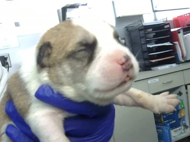 A baby medium-sized female Mixed Breed dog named Raven for adoption in Dallas, TX