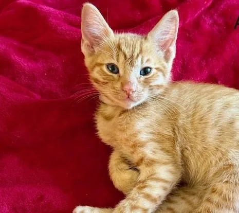 A baby small-sized male Domestic Short Hair cat named Aidan for adoption in Tustin, CA
