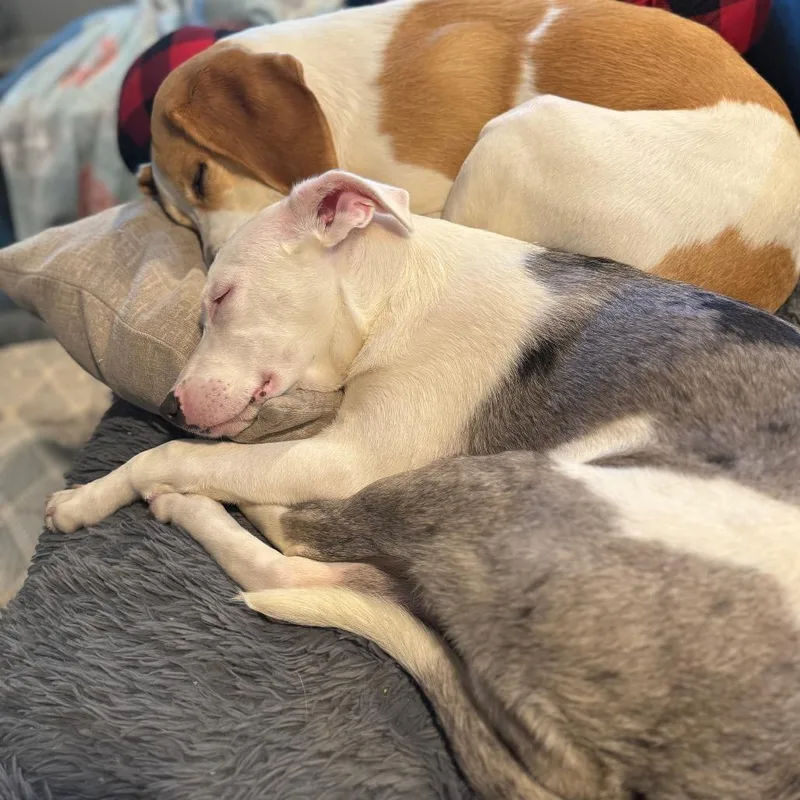 A baby small-sized female White / Cream Mixed Breed dog named Plum for adoption in Fredericksburg, VA