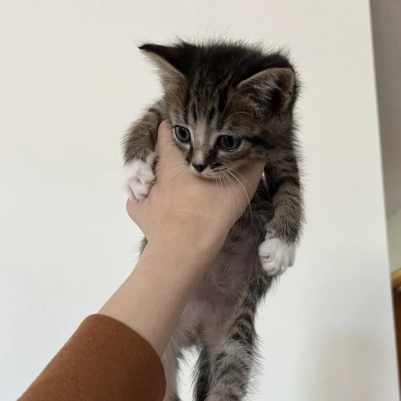 A baby small-sized male Brown / Chocolate Domestic Short Hair cat named Watermelon for adoption in Ruckersville, VA